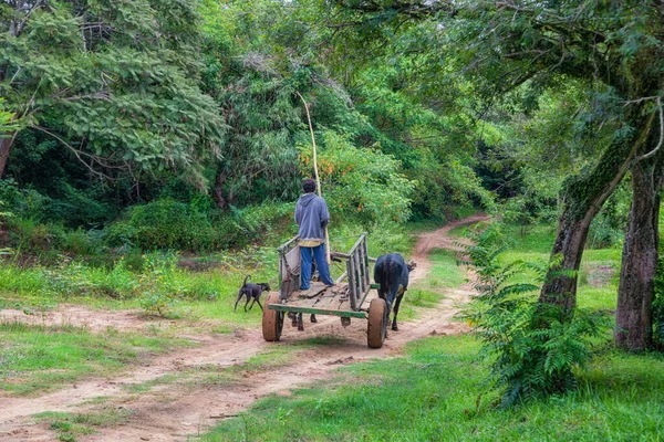 A poor farmer and his dog with an ox cart in the Paraguayan jungle.