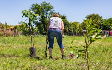 Bir kadın Paraguay 'daki bahçesine mango ağacı dikmiş.