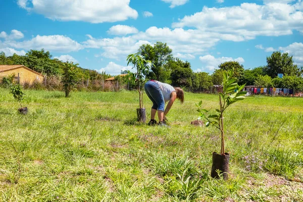 Kobieta Sadzi Drzewo Mango Drzewo Cytrynowe Fikusa Ogrodzie Paragwaju — Zdjęcie stockowe