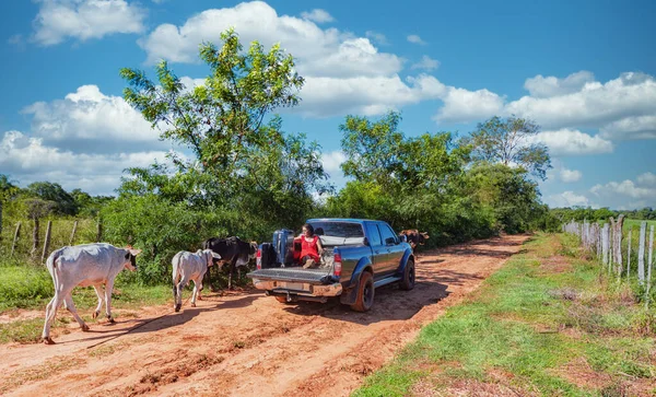 Woman sits in the back of a pickup truck with a dog and suitcase as free-roaming cows walk past her, all on a typical red sand road in Paraguay