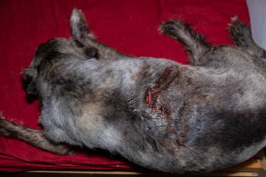 Bir köpeğin ısırık izinin yakınına..