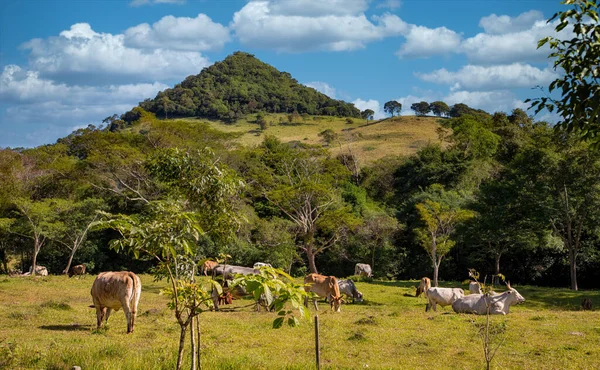 Vista Uma Colina Nas Montanhas Ybytyruzu Paraguai Que Parece Com — Fotografia de Stock