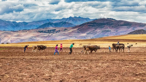 Maras Urubamba Peru Října 2022 Rodina Peruánských Andách Obdělává Své Stock Snímky