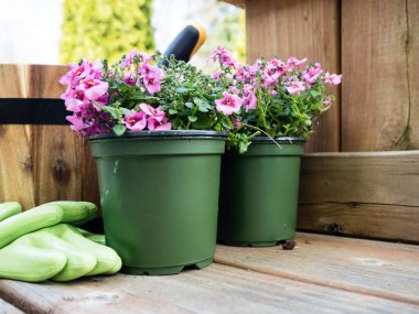 Tahta güvertedeki plastik kaplarda dikilmeye hazır pembe diyasya çiçekleri.
