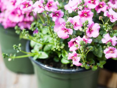 Tahta güvertedeki plastik kaplarda dikilmeye hazır pembe diyasya çiçekleri.