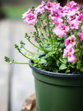 Plastik kapta pembe diascia çiçeklerini yakın plan çek.