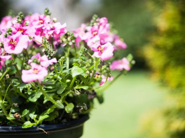 Plastik kapta pembe diascia çiçeklerini yakın plan çek.