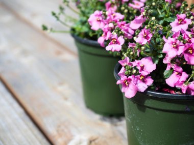 Tahta güvertedeki plastik kaplarda dikilmeye hazır pembe diyasya çiçekleri.