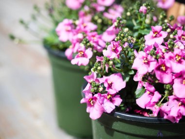 Tahta güvertedeki plastik kaplarda dikilmeye hazır pembe diyasya çiçekleri.