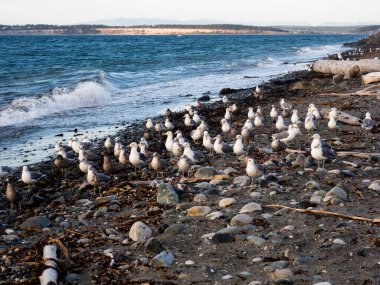 Akşamları Fort Worden State Park sahilinde martılar - Port Townsend, WA, ABD