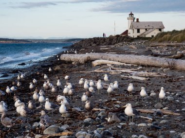 Fort Worden 'daki tarihi Point Wilson Deniz Feneri Manzarası - Port Townsend, WA, ABD