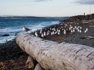 Akşamları Fort Worden State Park sahilinde martılar - Port Townsend, WA, ABD