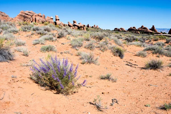 Baharda Arches Ulusal Parkı 'nda çiçek açan vahşi lupin çiçekleri - Moab, Utah, ABD