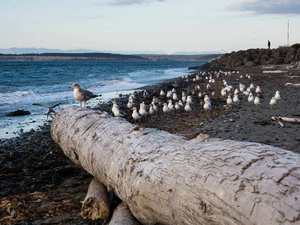 Akşamları Fort Worden State Park sahilinde martılar - Port Townsend, WA, ABD