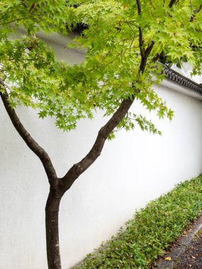 Genç yeşil akçaağaç beyaz Japon alçı duvarına karşı