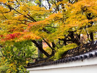 Japon akçaağaç ağaçları sonbaharda beyaz alçı duvar boyunca uzanıyor