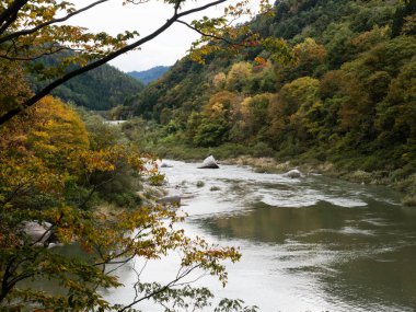 Kiso nehir vadisinde sonbaharın başlarında yaprakların renk değiştirmeye başlamasıyla Agematsu, Nagano, Japonya 'da