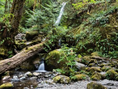 Merriman Falls in Lake Quinault Valley - Olympic Peninsula, WA, ABD