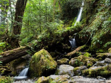 Merriman Falls in Lake Quinault Valley - Olympic Peninsula, WA, ABD