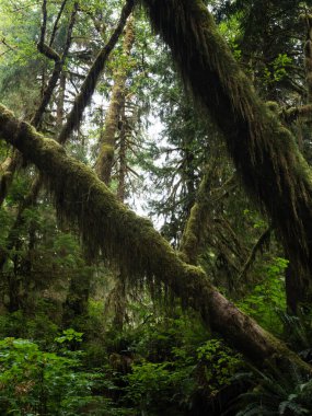 Yosun, Quinault yağmur ormanlarındaki ağaçları kaplamıştı - Olimpiyat yarımadası, WA, ABD