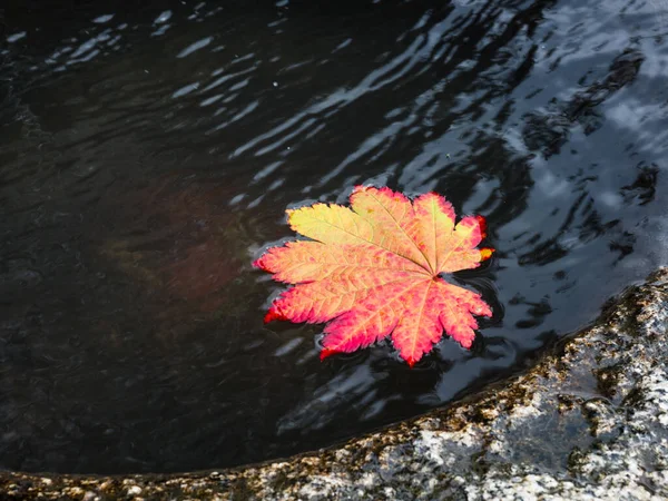 Red Maple Leaf Floating Stone Water Basin Kiso Fukushima Nagano — Stock Photo, Image