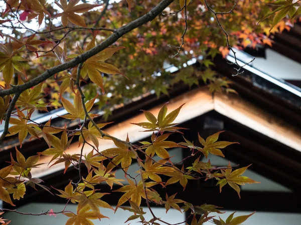 Red maple against the roof of traditional Japanese house