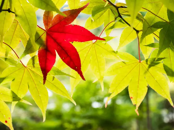 Ett Rött Lönnlöv Mitt Bland Gröna Löv Hösten — Stockfoto