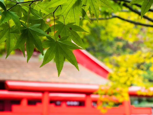 Zielony Klon Drzewo Gałąź Czerwonym Japońskim Przybytkiem Sinto Tle — Zdjęcie stockowe