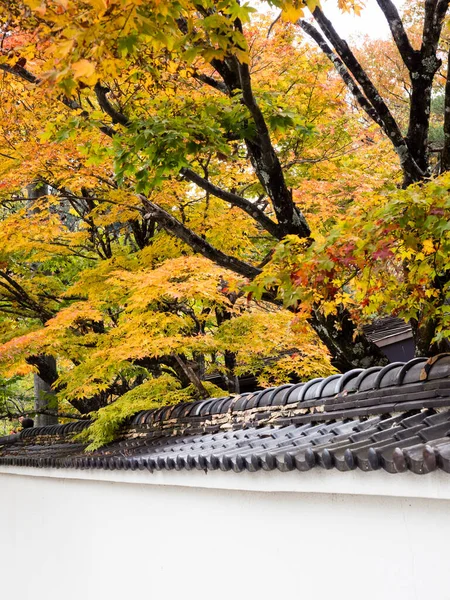 Ιαπωνικά Σφενδάμια Κατά Μήκος Του Λευκού Τοίχου Σοβά Φθινόπωρο — Φωτογραφία Αρχείου