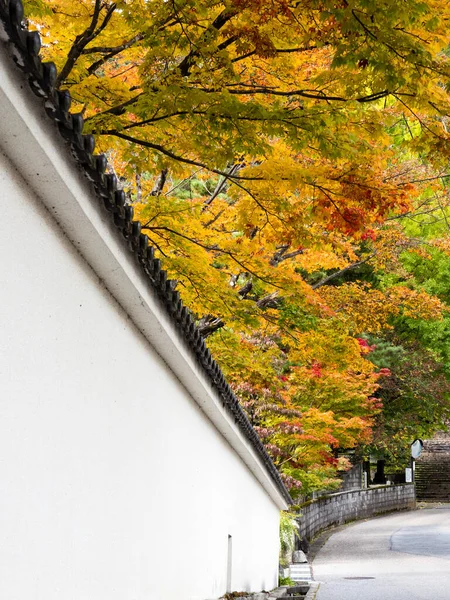Japoński Klon Drzewa Wzdłuż Białego Gipsu Ściany Jesienią — Zdjęcie stockowe