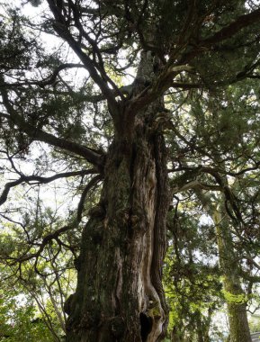 Joruriji 'nin bahçesindeki yaşlı ağaç, Shikoku haccının 46 numaralı tapınağı - Ehime vilayeti, Japonya