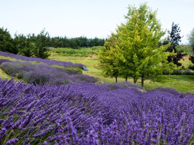 Sequim, WA, ABD 'deki bir çiftlikte lavanta tarlaları çiçek açıyor.