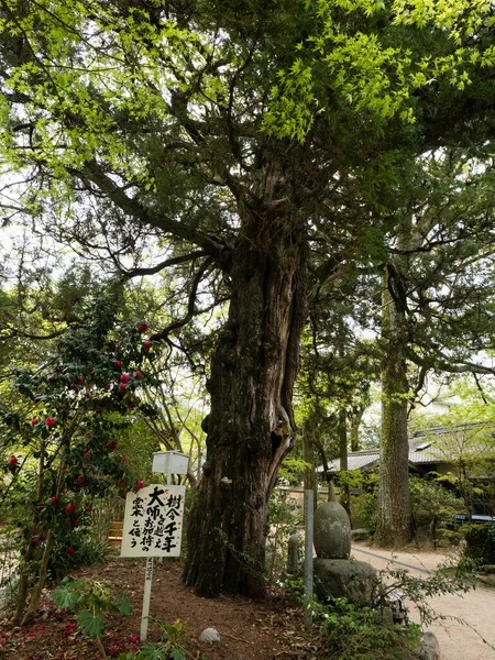 Matsuyama Prefektura Ehime Japonia Kwietnia 2018 Terenie Joruriji Świątynia Pielgrzymki — Zdjęcie stockowe