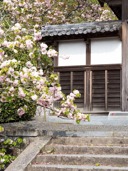 Цвіт Вишні Біля Воріт Буддійського Храму Японії — стокове фото
