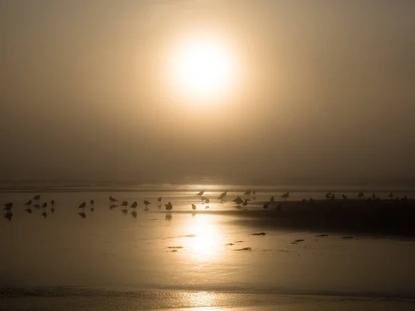 Foggy Sunset North Jetty Beach Ocean Shores Usa — Stock Photo, Image