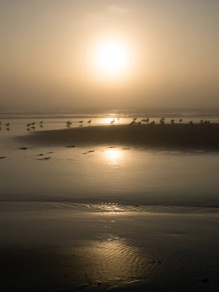 Foggy Sunset North Jetty Beach Ocean Shores Usa — Stock Photo, Image