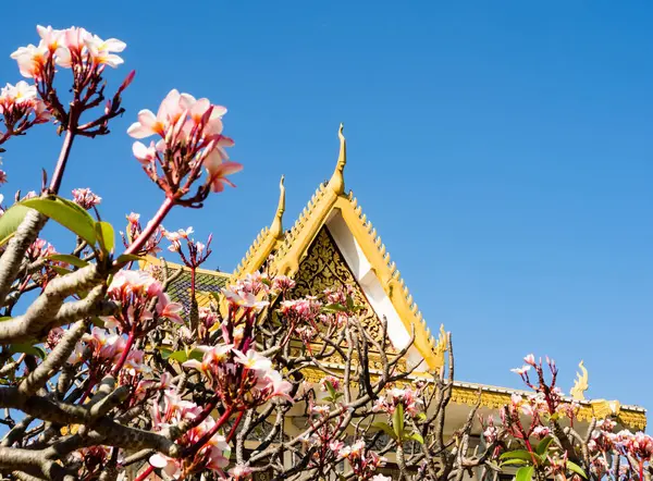 Růžové Frangipani Květiny Proti Střechám Královského Paláce Kambodži — Stock fotografie