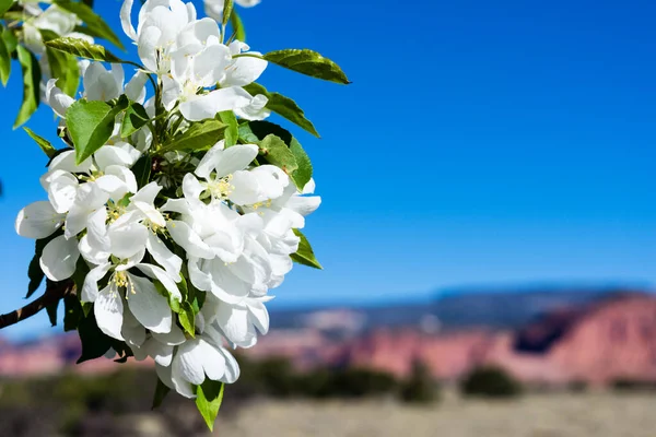 Äppelträd Blommar Utah Öknen Torrey Utah Usa Royaltyfria Stockbilder