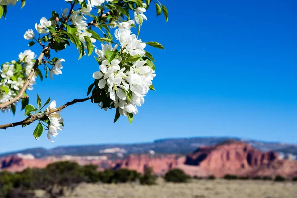 Äppelträd Blommar Utah Öknen Torrey Utah Usa Stockfoto