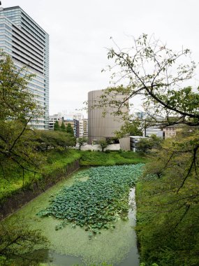 Tokyo, Japonya - 19 Ağustos 2018: Nilüfer çiçekleri açan Ushigafuchi hendeği ve arka planda Showa Anıt Müzesi