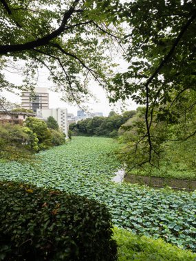 Yazın çiçek açan nilüfer çiçekli Ushigafuchi hendeği Tokyo, Japonya
