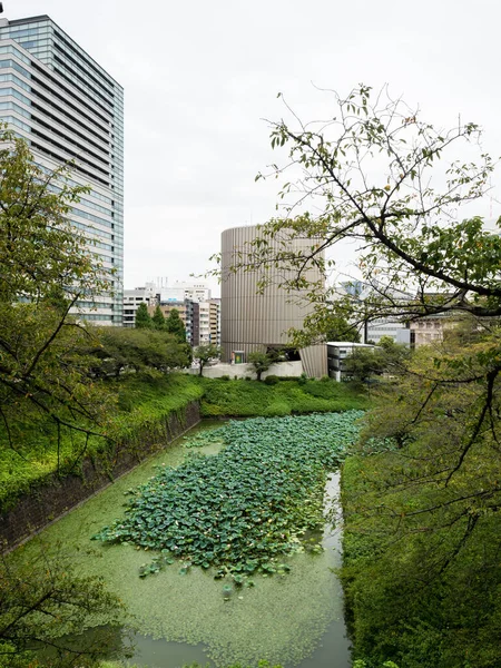Tokyo, Japonya - 19 Ağustos 2018: Nilüfer çiçekleri açan Ushigafuchi hendeği ve arka planda Showa Anıt Müzesi