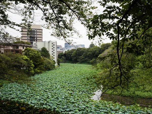 Yazın çiçek açan nilüfer çiçekli Ushigafuchi hendeği Tokyo, Japonya
