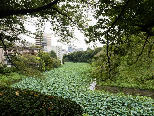 Yazın çiçek açan nilüfer çiçekli Ushigafuchi hendeği Tokyo, Japonya