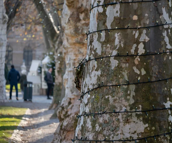 Zrinjevac 'ta süslü platanus ağaçları, ünlü Zagreb şehir parkı, Noel' den önce Advent zamanında parlıyor
