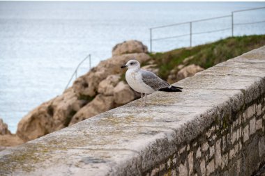 Hırvatistan 'ın Rovinj kentindeki denizin üzerindeki taş çitin üzerinde duran yalnız martı.