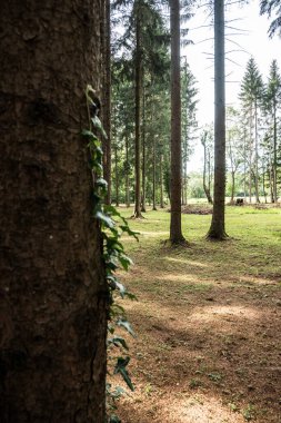 Beautiful tall tree trunks in wonderful pine forest of Barac caves park, Croatia