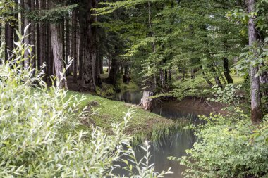 Hırvatistan 'ın Barac mağaraları parkındaki güzel doğa, dereler ve çam ağaçları