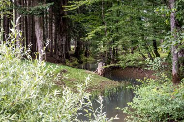 Hırvatistan 'ın Barac mağaraları parkındaki güzel doğa, dereler ve çam ağaçları