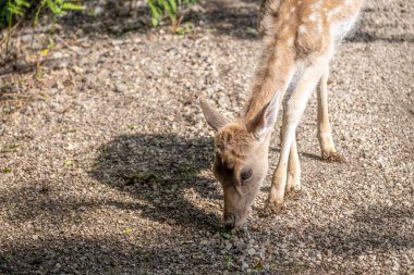 Ormanda tek başına duran, küçük, güzel Avrupa geyiği yavrusu.